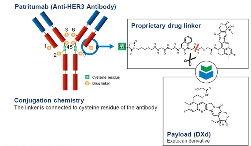 Schematic diagram of the structure of HER3-DXd